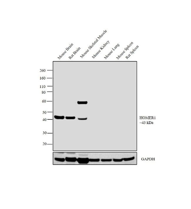 HOMER1 Antibody in Western Blot (WB)