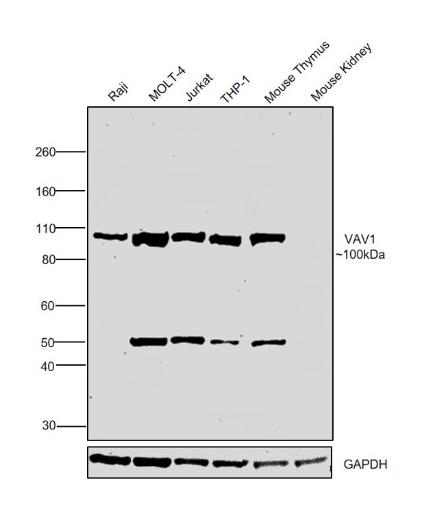 VAV1 Antibody