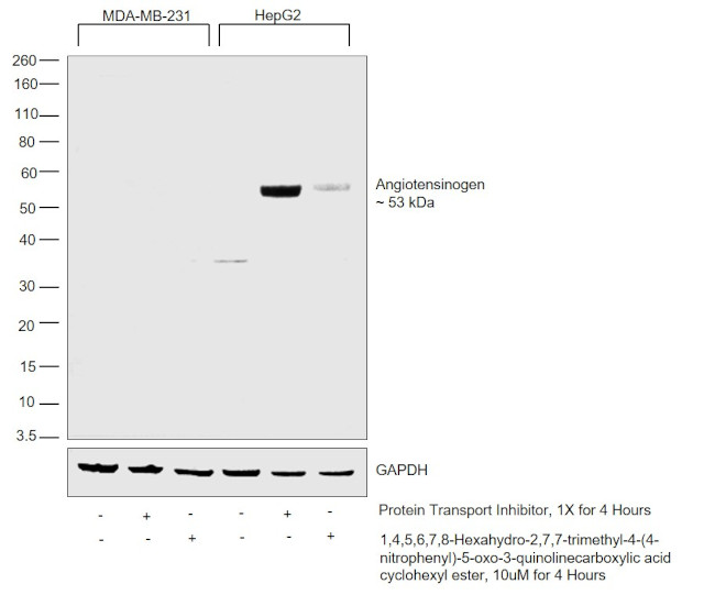 Angiotensinogen Antibody