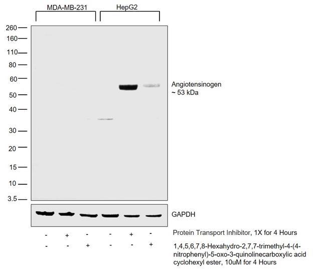 Angiotensinogen Antibody in Western Blot (WB)