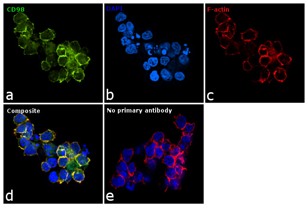 CD98 Antibody in Immunocytochemistry (ICC/IF)