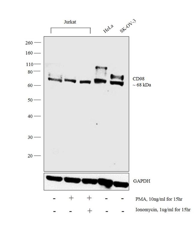 CD98 Antibody in Western Blot (WB)