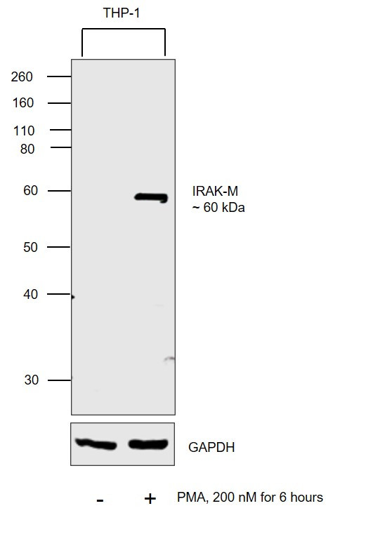 IRAK-M Antibody