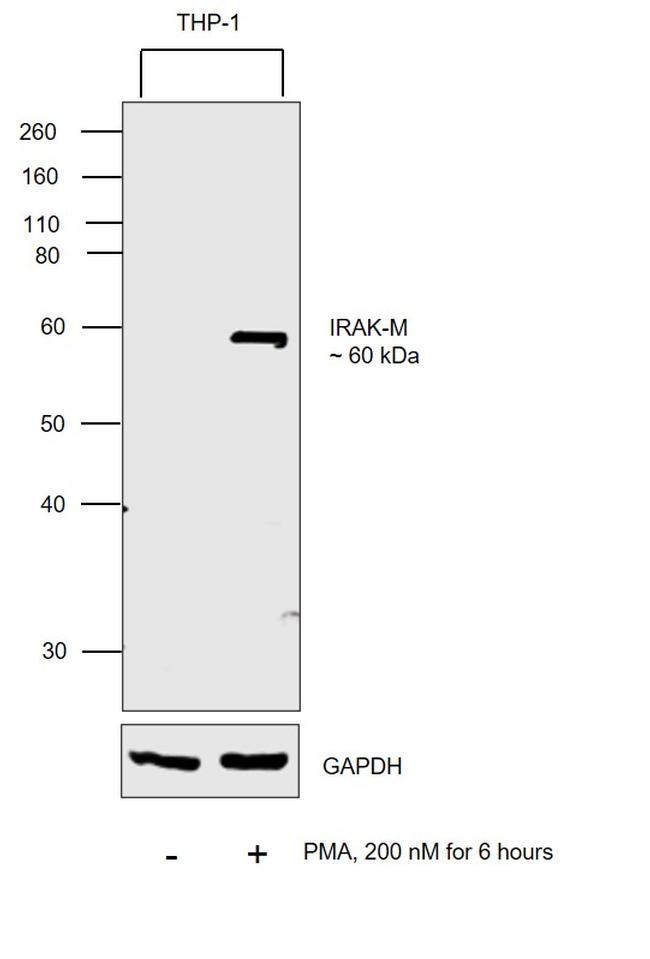 IRAK-M Antibody in Western Blot (WB)