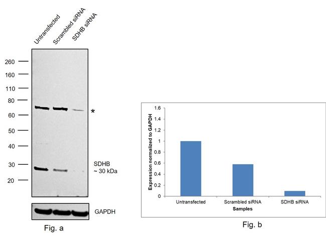 SDHB Antibody in Western Blot (WB)