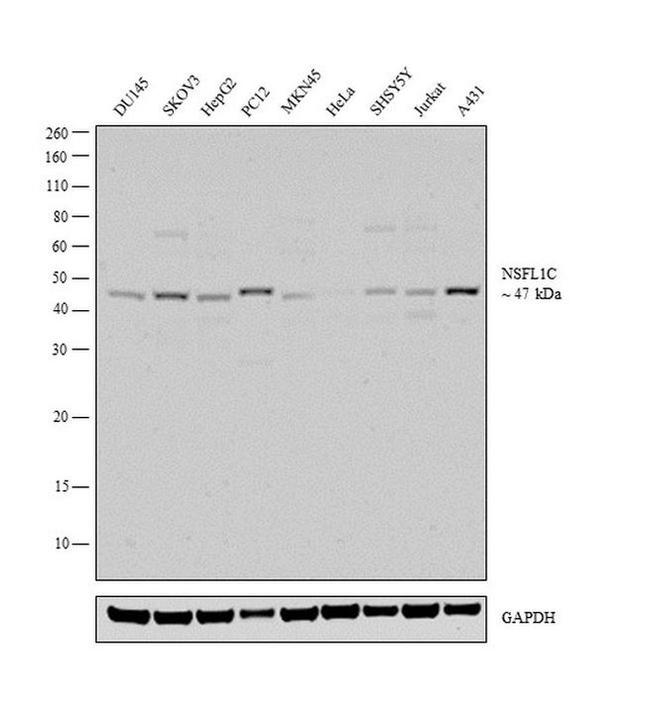 NSFL1C Antibody in Western Blot (WB)