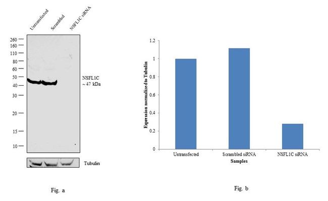 NSFL1C Antibody in Western Blot (WB)