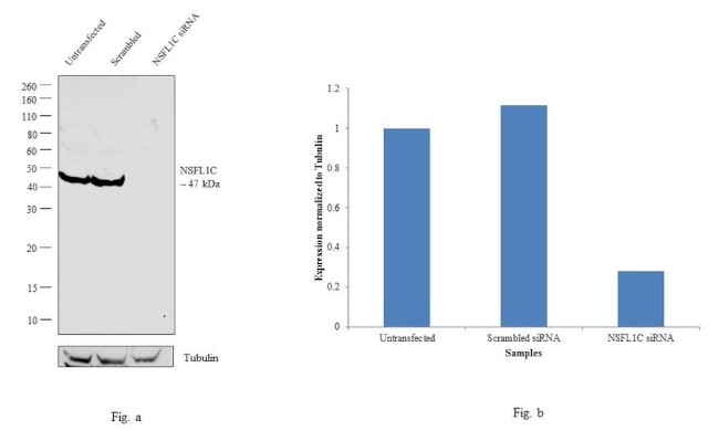 NSFL1C Antibody