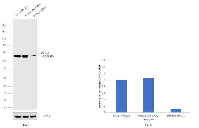 KPNA2 Antibody