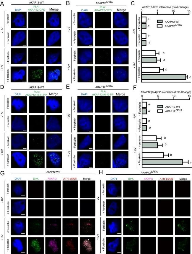 AKAP12 Antibody in Immunocytochemistry (ICC/IF)