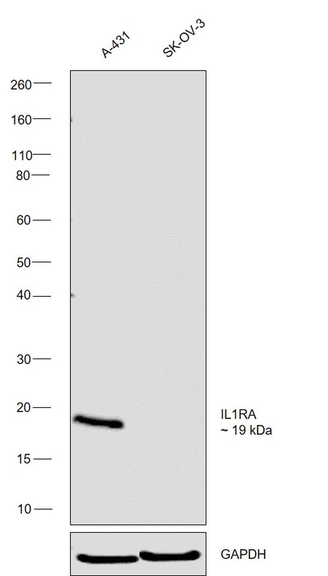 IL1RA Antibody in Western Blot (WB)