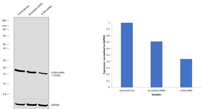 IL1RA Antibody in Western Blot (WB)