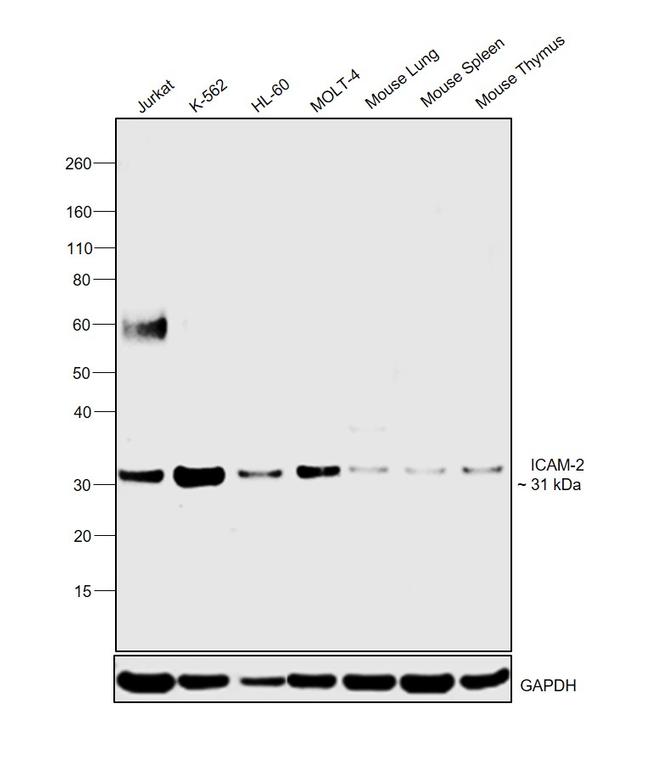 ICAM-2 Antibody in Western Blot (WB)