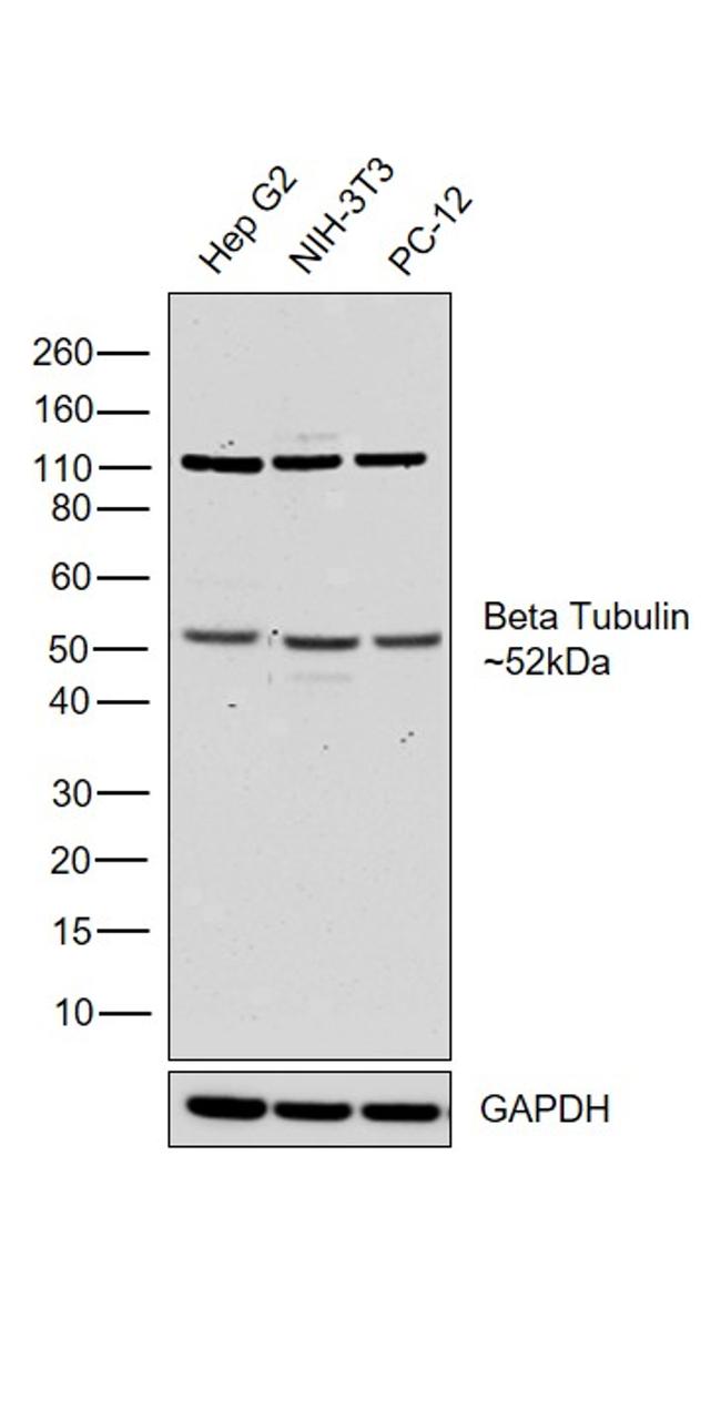 beta Tubulin Antibody in Western Blot (WB)