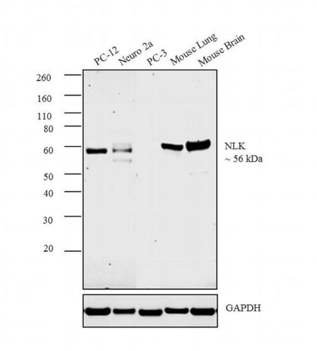 NLK Antibody