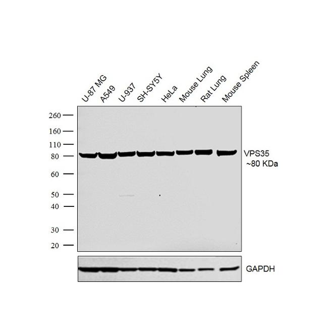 VPS35 Antibody in Western Blot (WB)