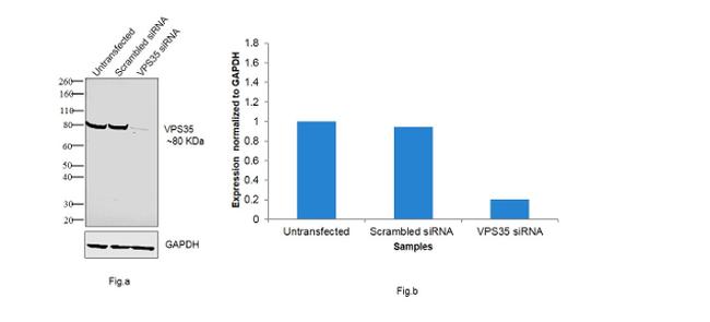 VPS35 Antibody in Western Blot (WB)