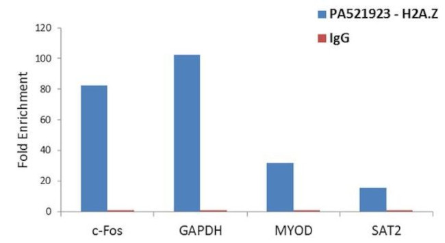 Histone H2A.Z Antibody in ChIP Assay (ChIP)