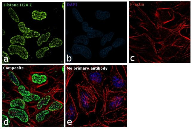 Histone H2A.Z Antibody in Immunocytochemistry (ICC/IF)