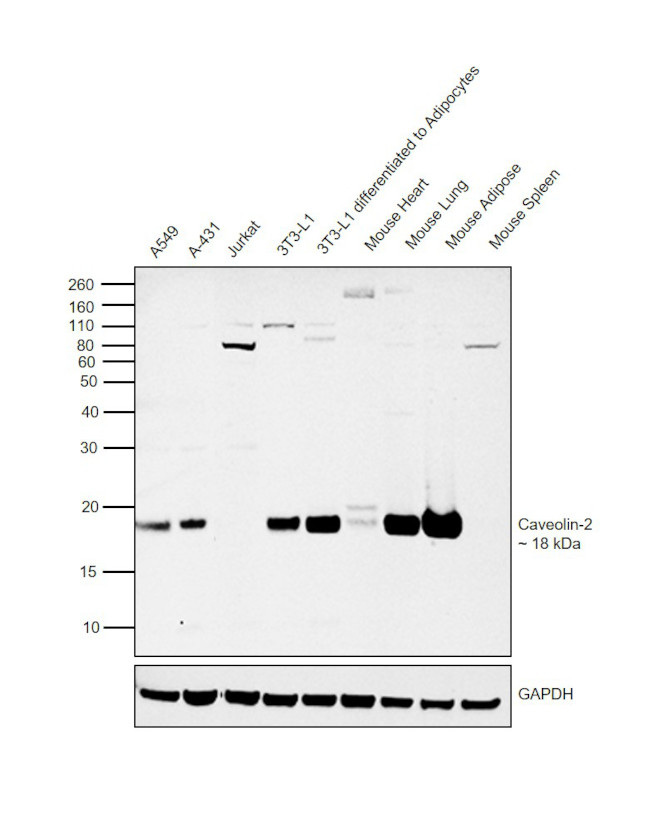 Caveolin 2 Antibody