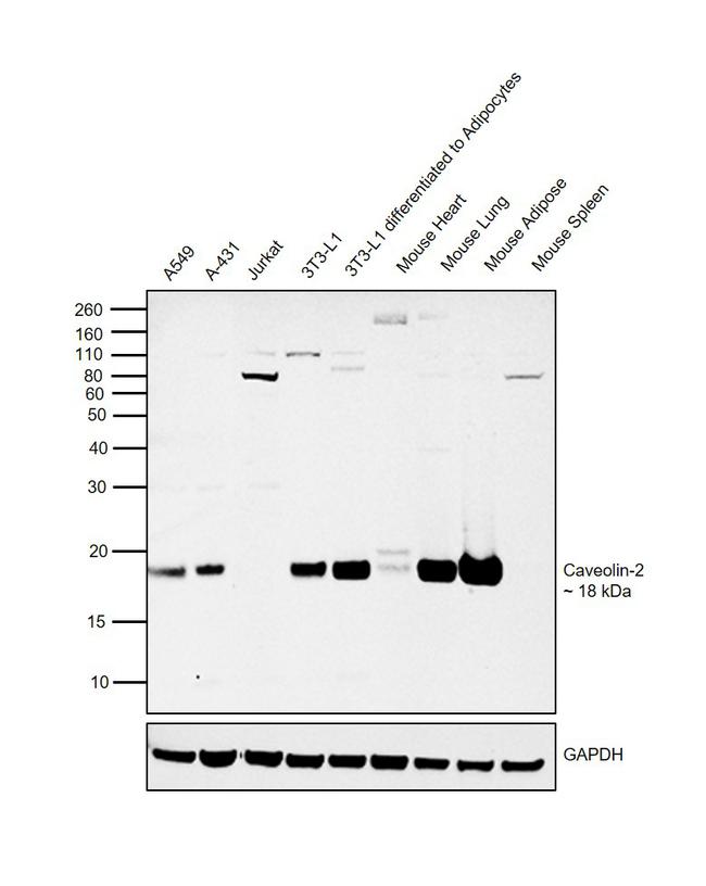 Caveolin 2 Antibody in Western Blot (WB)