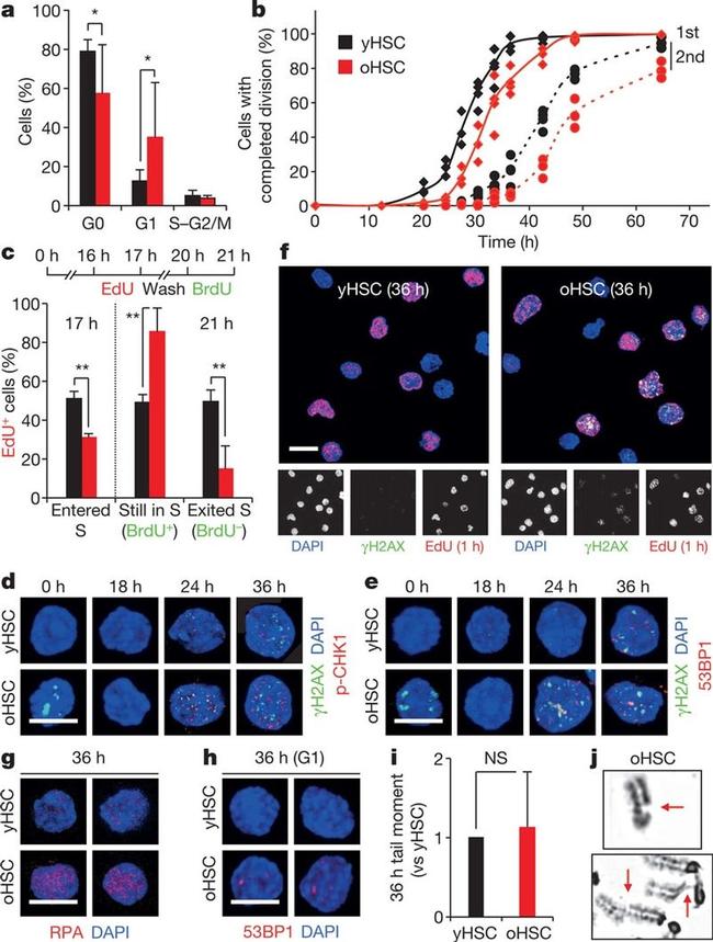 RPA70 Antibody in Immunocytochemistry (ICC/IF)