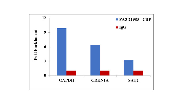 CtIP Antibody in ChIP Assay (ChIP)