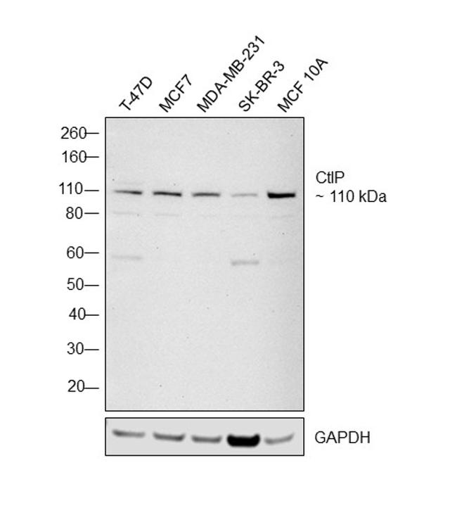 CtIP Antibody in Western Blot (WB)