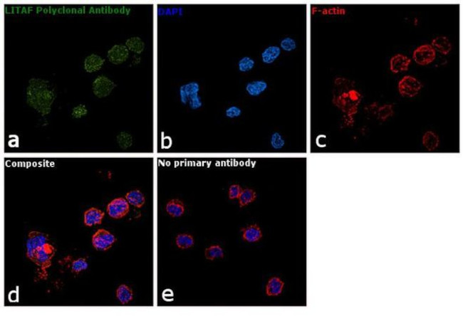 LITAF Antibody in Immunocytochemistry (ICC/IF)