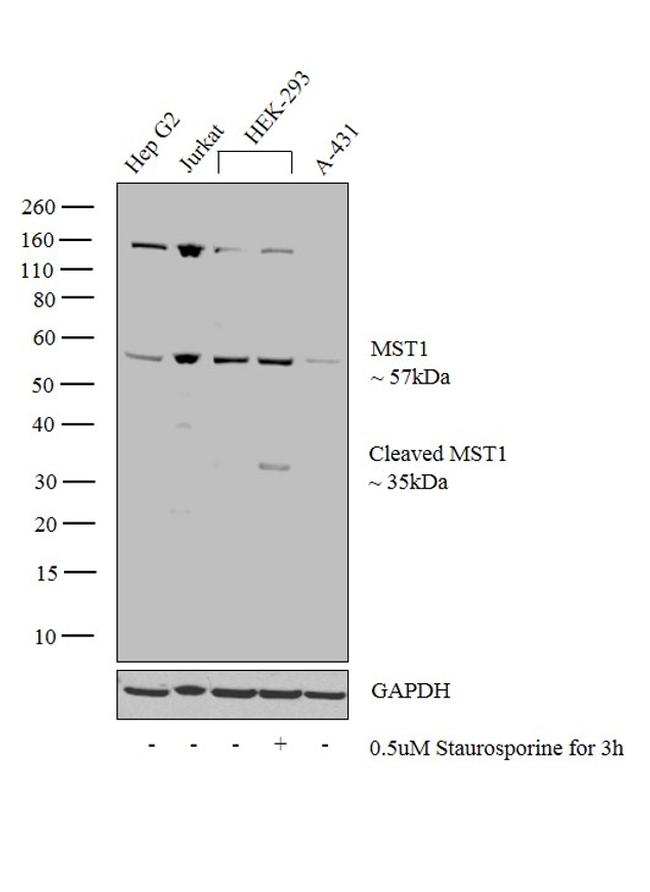 MST1 (STK4) Antibody