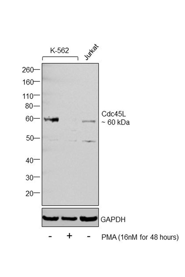 Cdc45L Antibody in Western Blot (WB)