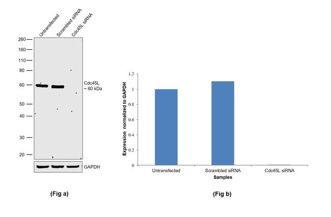 Cdc45L Antibody in Western Blot (WB)