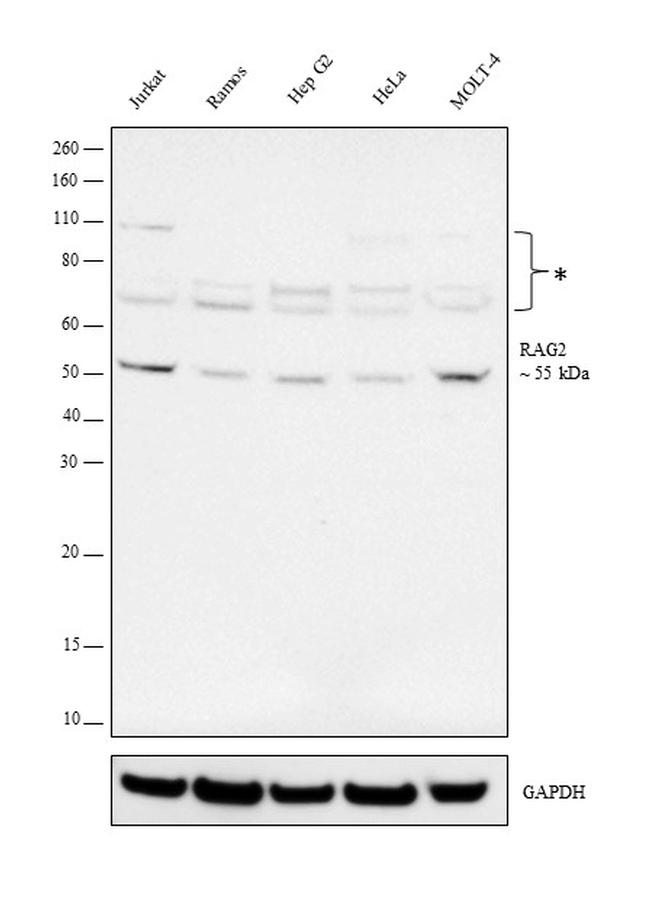 RAG2 Antibody in Western Blot (WB)