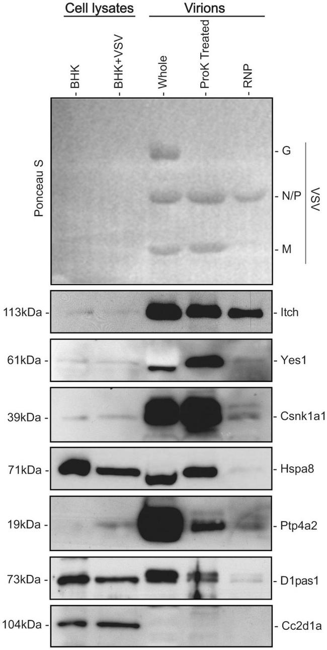 DDX3Y Antibody in Western Blot (WB)