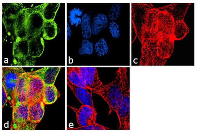 TUBA1A Antibody in Immunocytochemistry (ICC/IF)