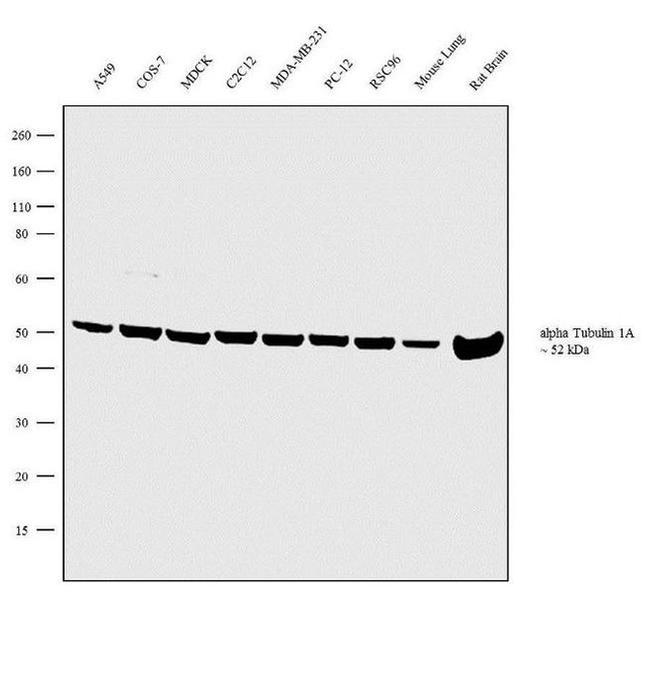 TUBA1A Antibody in Western Blot (WB)