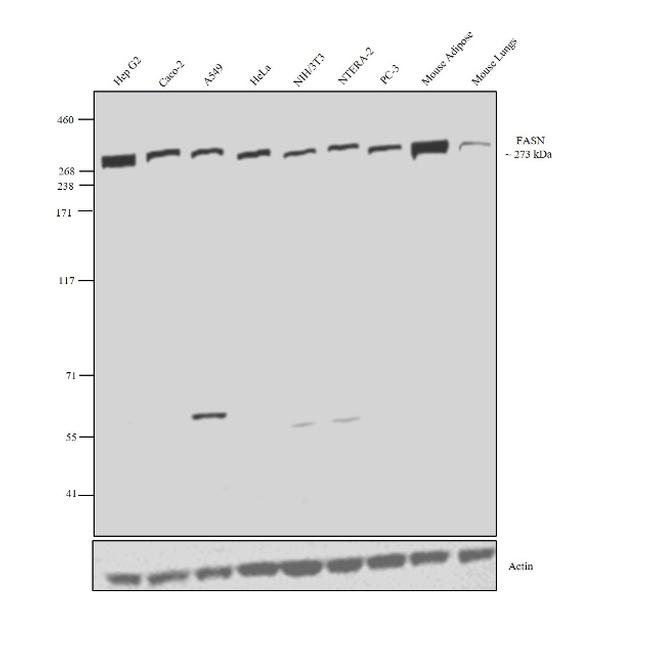 FASN Antibody in Western Blot (WB)