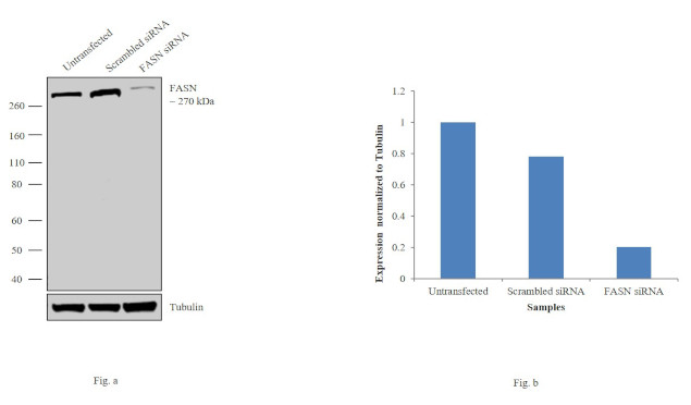 FASN Antibody