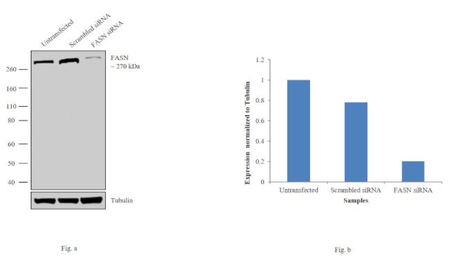 FASN Antibody in Western Blot (WB)