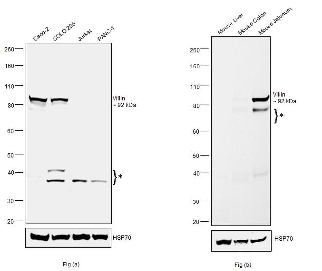 Villin Antibody in Western Blot (WB)