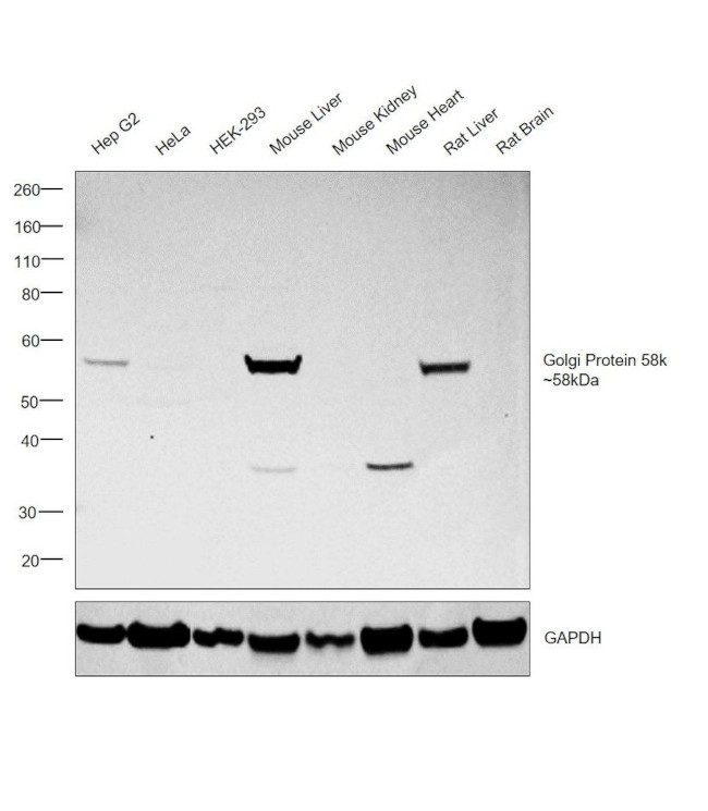 Golgi protein 58k Antibody