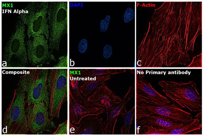 MX1 Antibody