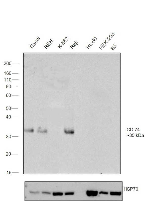 CD74 Antibody