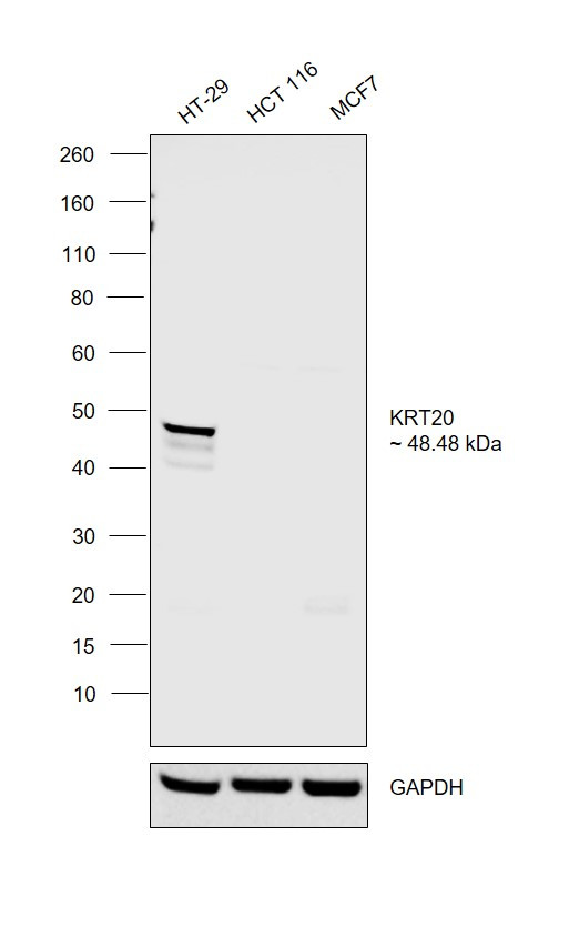 Cytokeratin 20 Antibody