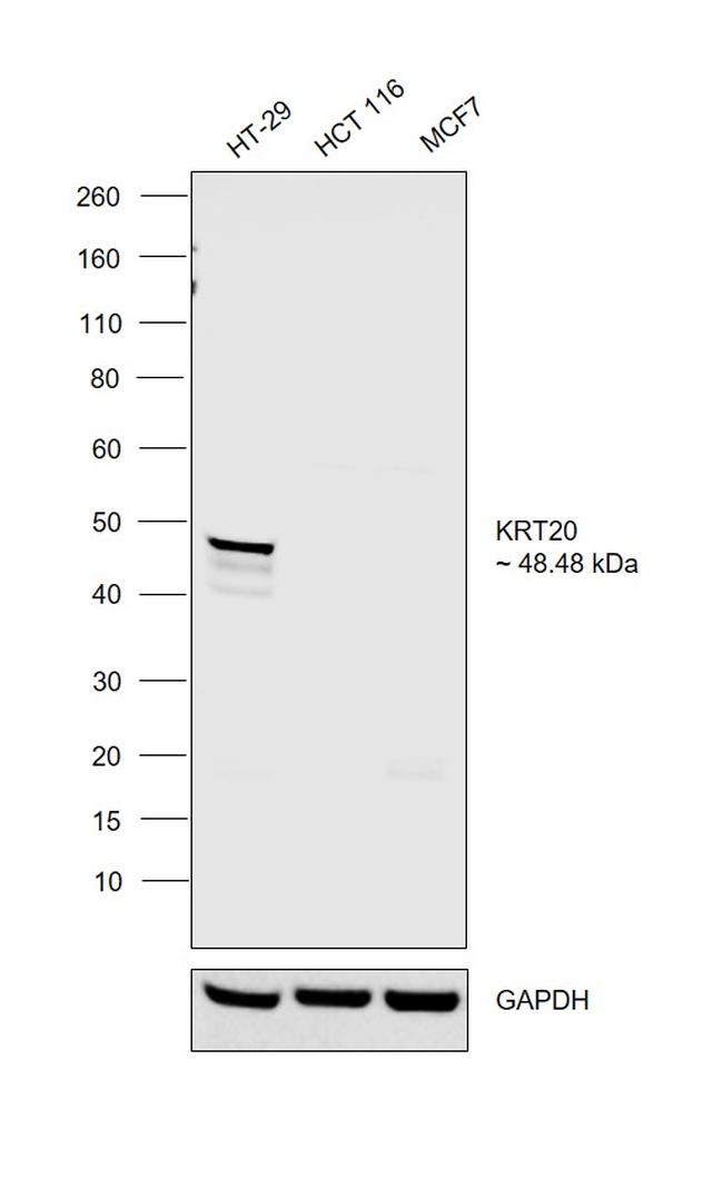 Cytokeratin 20 Antibody in Western Blot (WB)