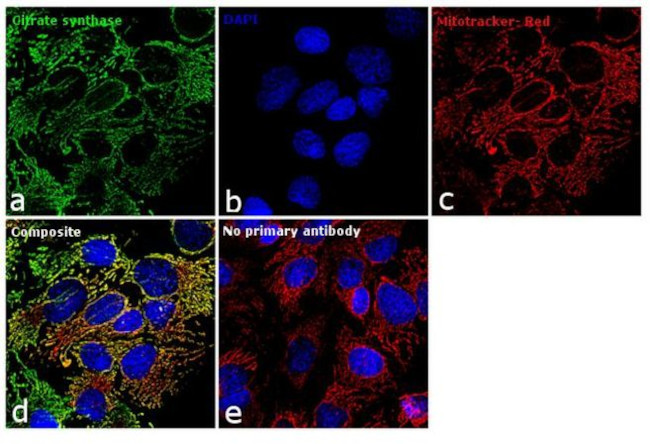 Citrate Synthase Antibody in Immunocytochemistry (ICC/IF)