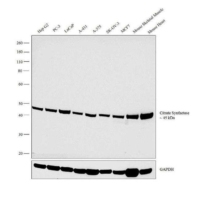 Citrate Synthase Antibody in Western Blot (WB)