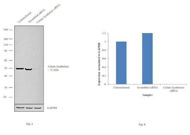 Citrate Synthase Antibody in Western Blot (WB)