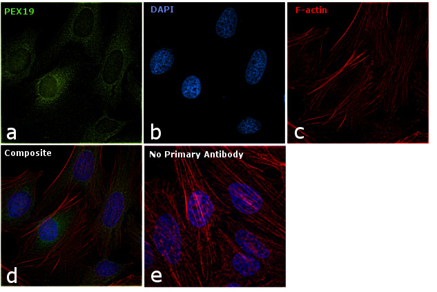 PEX19 Antibody in Immunocytochemistry (ICC/IF)