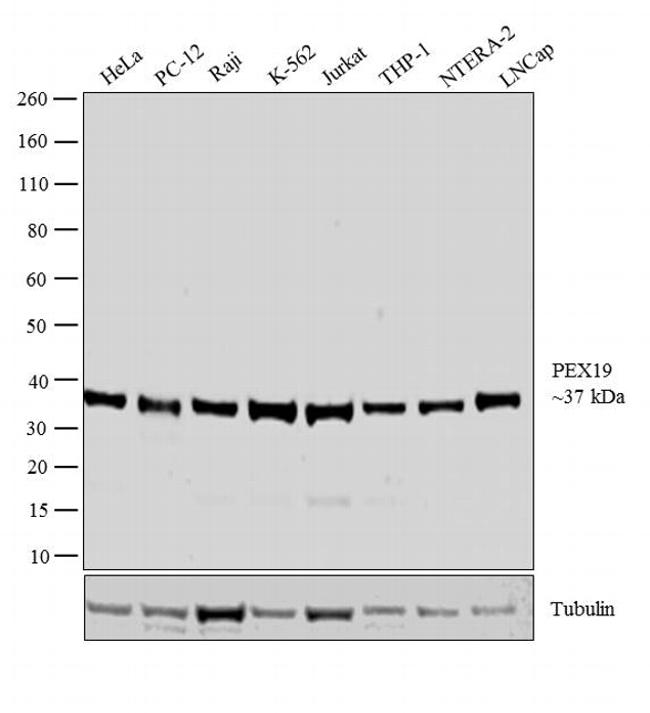 PEX19 Antibody in Western Blot (WB)